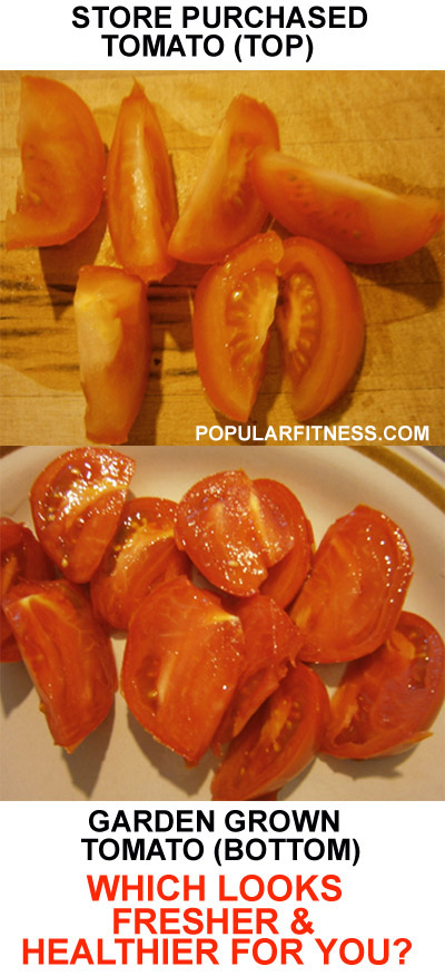 tomato comparison of store bought tomatoes vs freshly grown tomatoes - infographic