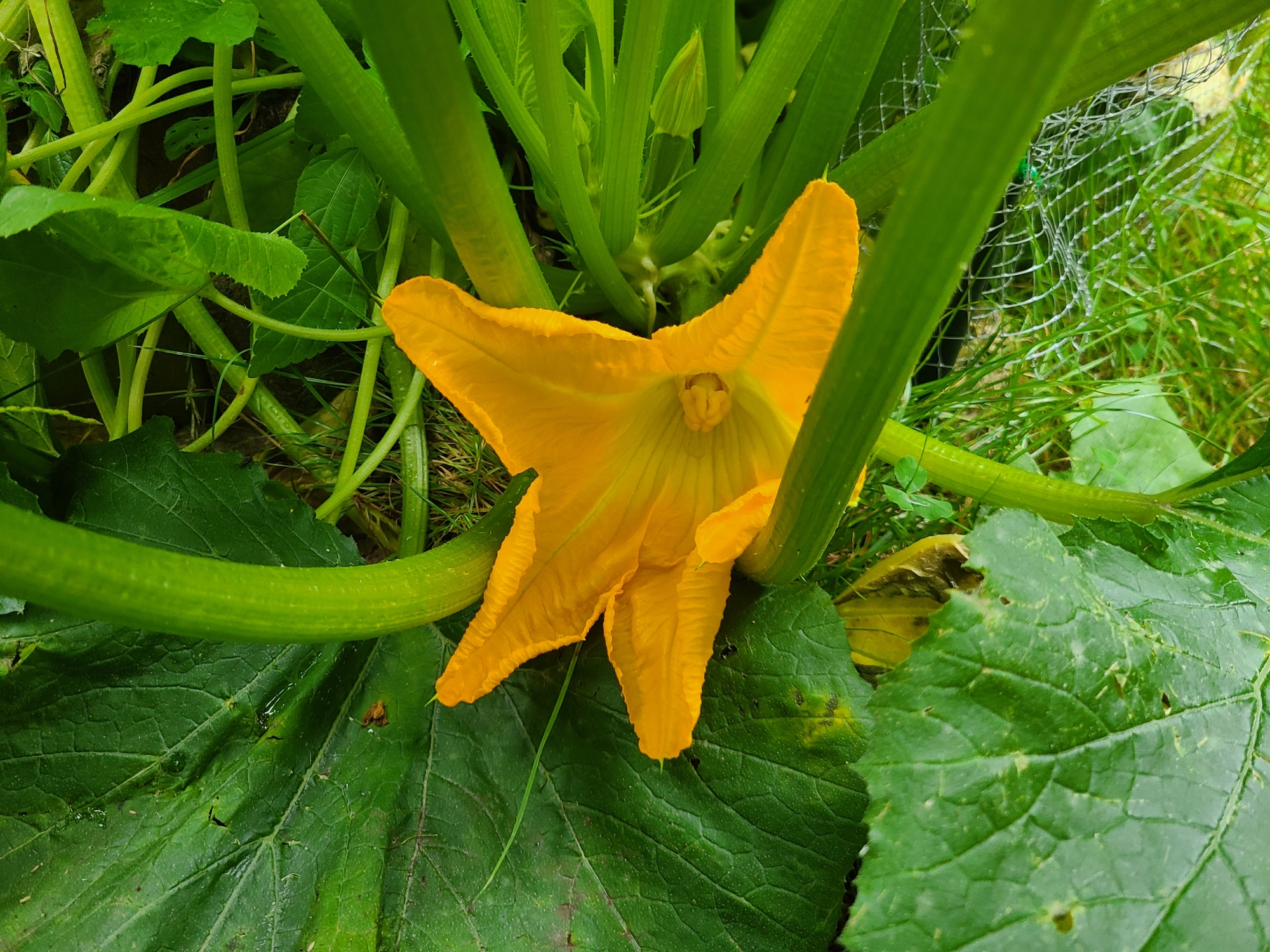 Huge blooming zucchini flower.